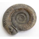 An ammonite, locally known as 'Snake Stone'. Jurassic - Whitby, Yorkshire Approximate diameter 6.