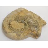 A crystallised ammonite, polished to one side Approximately 16 x 14.