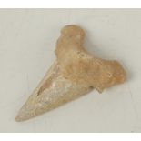 A Sharks tooth. Cretaceous Approximately 5 x 4cm, 16.