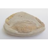 A crab, Neptunus. Oligocene - Sardinia, Italy Approximately 14 x 10cm total size, 621 grams.