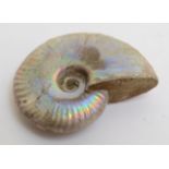 A naturally polished Nautiloid cenoceras.