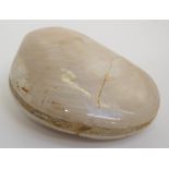 A large polished bivalve - (unprovenanced) Approximately 8 x 5cm,