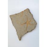 A starfish. Ordovician - Atlas Mountains, Morocco Approximately 16 x 16cm total size, 1135.