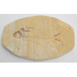 A fish plaque, Diplomystus Knightia. Cretaceous - North America Approximately 16 x 10.