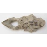 A crayfish. Miocene - Thallusinia, Java, Indonesia Approximately 21.5 x 9cm, 445.