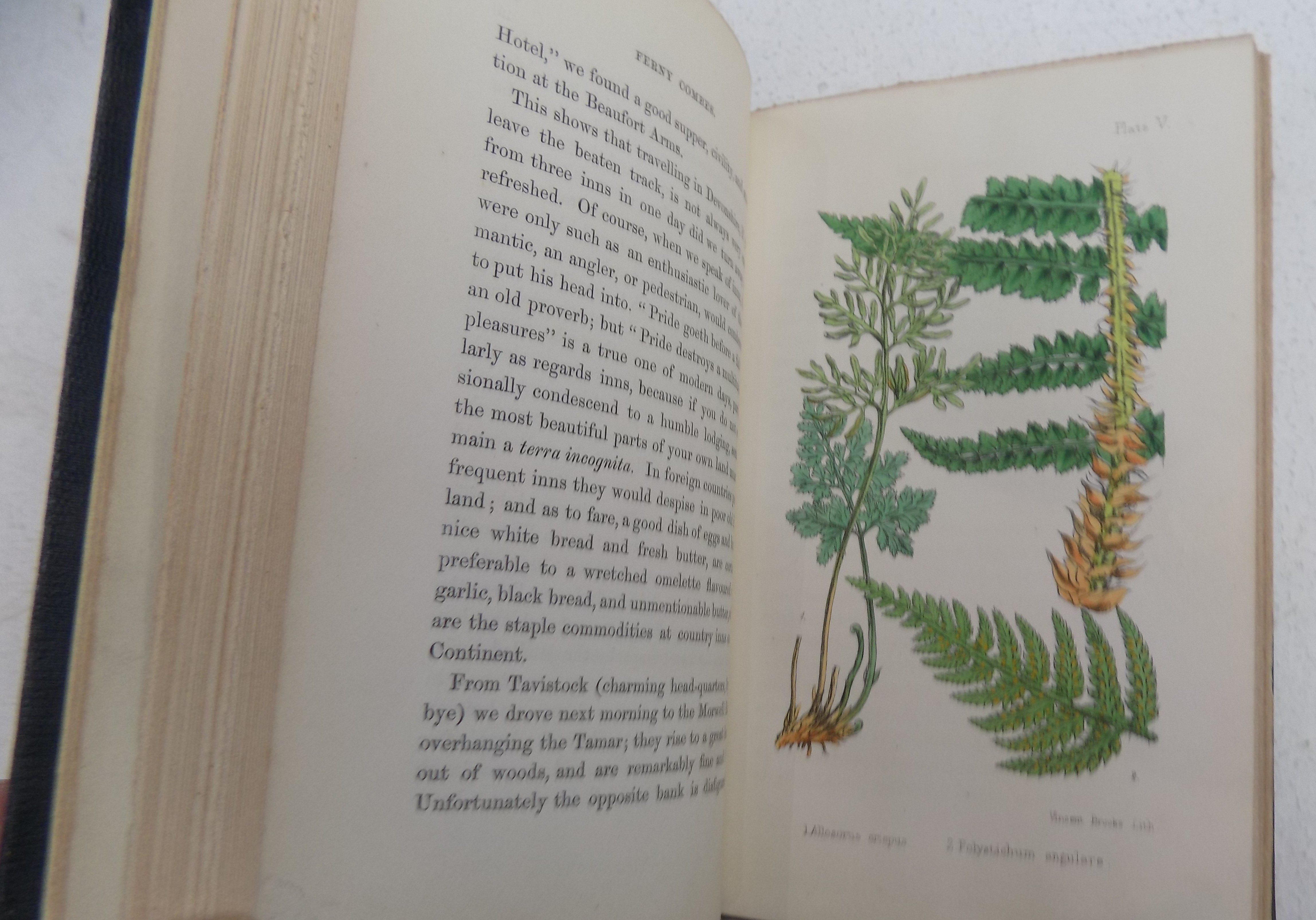 CHANTER (CHARLOTTE) "Ferny Combes, A Ramble after Ferns in the Glens & Valleys of Devonshire. - Image 3 of 3