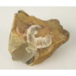 Baryte on Siderite Approximately 7 x 7cm, 307.