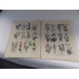 HERBAL. 37 hand col engr plts from a herbal c1820, loose, 4to, pub Richard Evans, good.