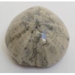 A sea urchin, Sidaris-intermedia. Jurassic - Madagascar Approximate diameter 5.5cm, 157.