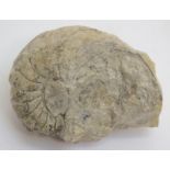 A nautiloid - Shropshire Approximately 8 x 6cm,