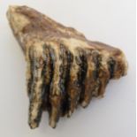 A Mammoth's tooth, c.