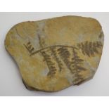 A fern, Neuroptera. Triassic - Italian Tyrol Approximately 10 x 12.