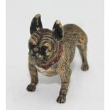 An Austrian cold painted bronze figure of a French bulldog, length 5cm.