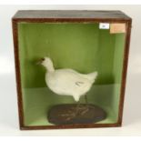 A taxidermy white coot, mounted on a shaped base, within a glazed front case,