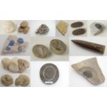 A collection of fossils and semi precious stones including a Siqillanitsrobud seed cone (Upper