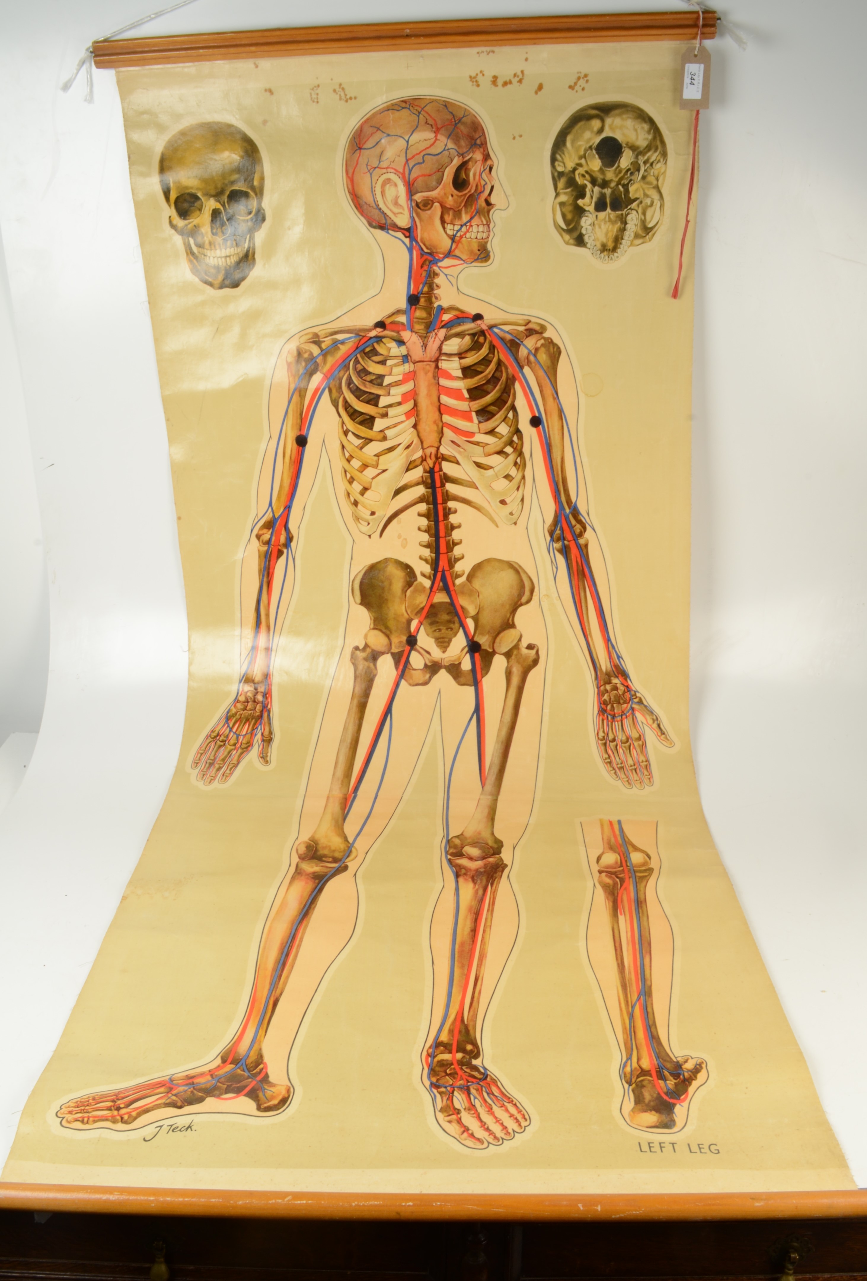 A 1930s anatomical chart, of a human skeleton, by J.