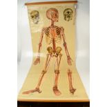 A 1930s anatomical chart, of a human skeleton, by J.