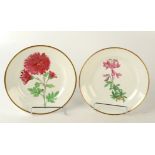 A pair of Swansea porcelain named botanical plates 'Shrubby Rest Harrow' and 'Indian Chrysanthemum',