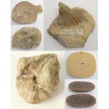 A collection of fossils: a Neptunus crab, (Oligocene - Sardinia, Italy), a fish plaque,