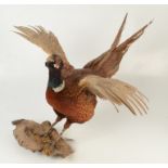 A taxidermy pheasant, on a naturalistic base, height 37cm.