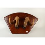 A pair of mounted rams horns,