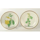 A pair of Swansea porcelain named botanical plates 'Willow Leav'd Allamanda' and 'Alder Leaved