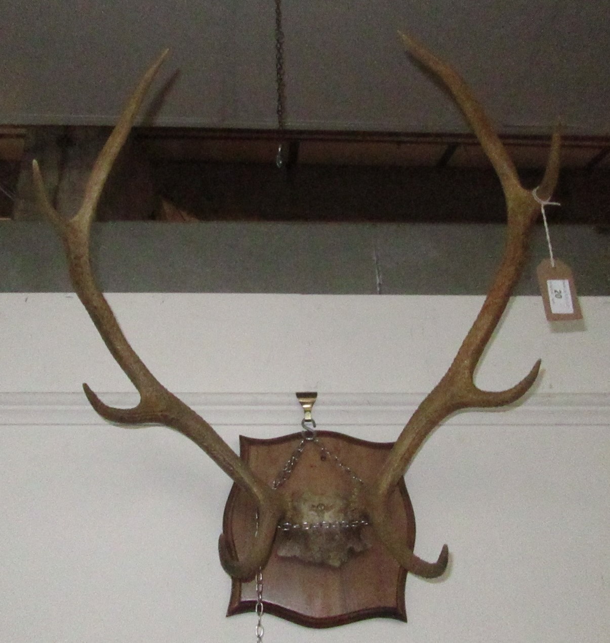 A pair of antlers, mounted on a wooden shield,width 54cm.