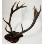 A pair of stag antlers, fourteen point, mounted on a shield shaped plaque, height 81cm, width 61cm,