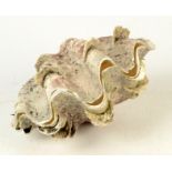 A clam shell, height 13cm, length 25.5cm, width 14cm.
