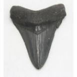 A Megalodon tooth, likely to be from the Miocene period, height 11cm, width 8.5cm.