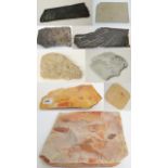 A collection of fossils: a large and a small Glossopteris leaf plaque (Permian - Australia),