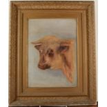 A framed oil on canvas of a cow portrait, 54x45cm.
