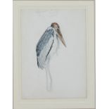 Edward LEAR (1812-1888) Adjutant Bird Watercolour Partial signature Inscription and date 17.8.