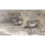 Archibald THORBURN (1860-1935) Snipe in the Reeds Signed Print 26 x 42.