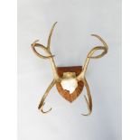 A set of nine point antlers, mounted on a shield shaped chip-carved wooden plaque,
