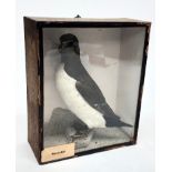 A taxidermy razorbill, late 19th century, within a glazed oak case, height 35cm, width 29.5cm.