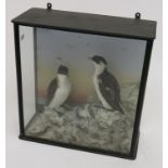 A pair of taxidermy Little Auks, late 19th century,