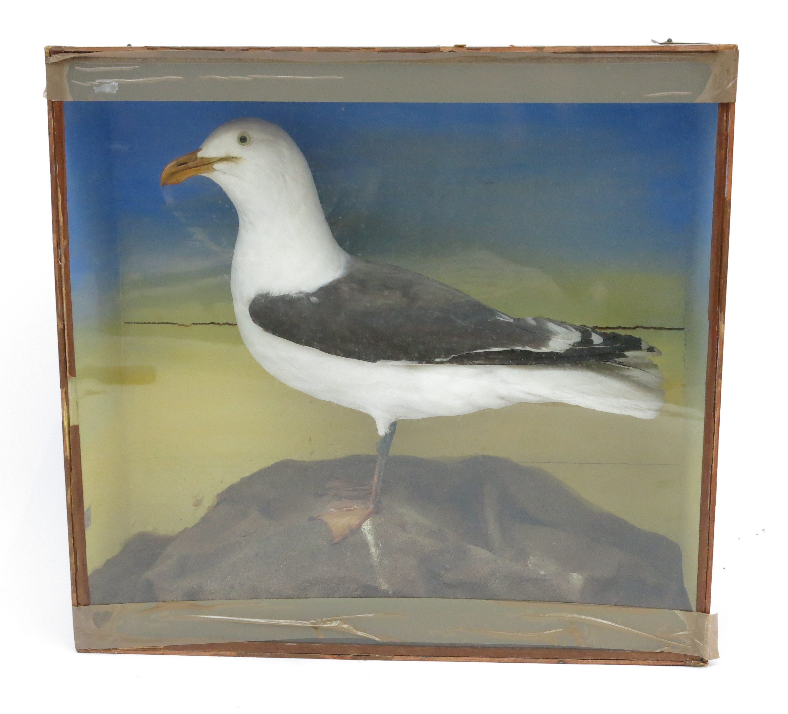 A taxidermy great black backed gull, late 19th century, fashioned on a rocky base, height 65cm,