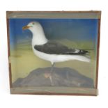A taxidermy great black backed gull, late 19th century, fashioned on a rocky base, height 65cm,