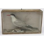 A taxidermy Arctic Tern, 19th century, modelled in a naturalistic setting, within a glazed case,