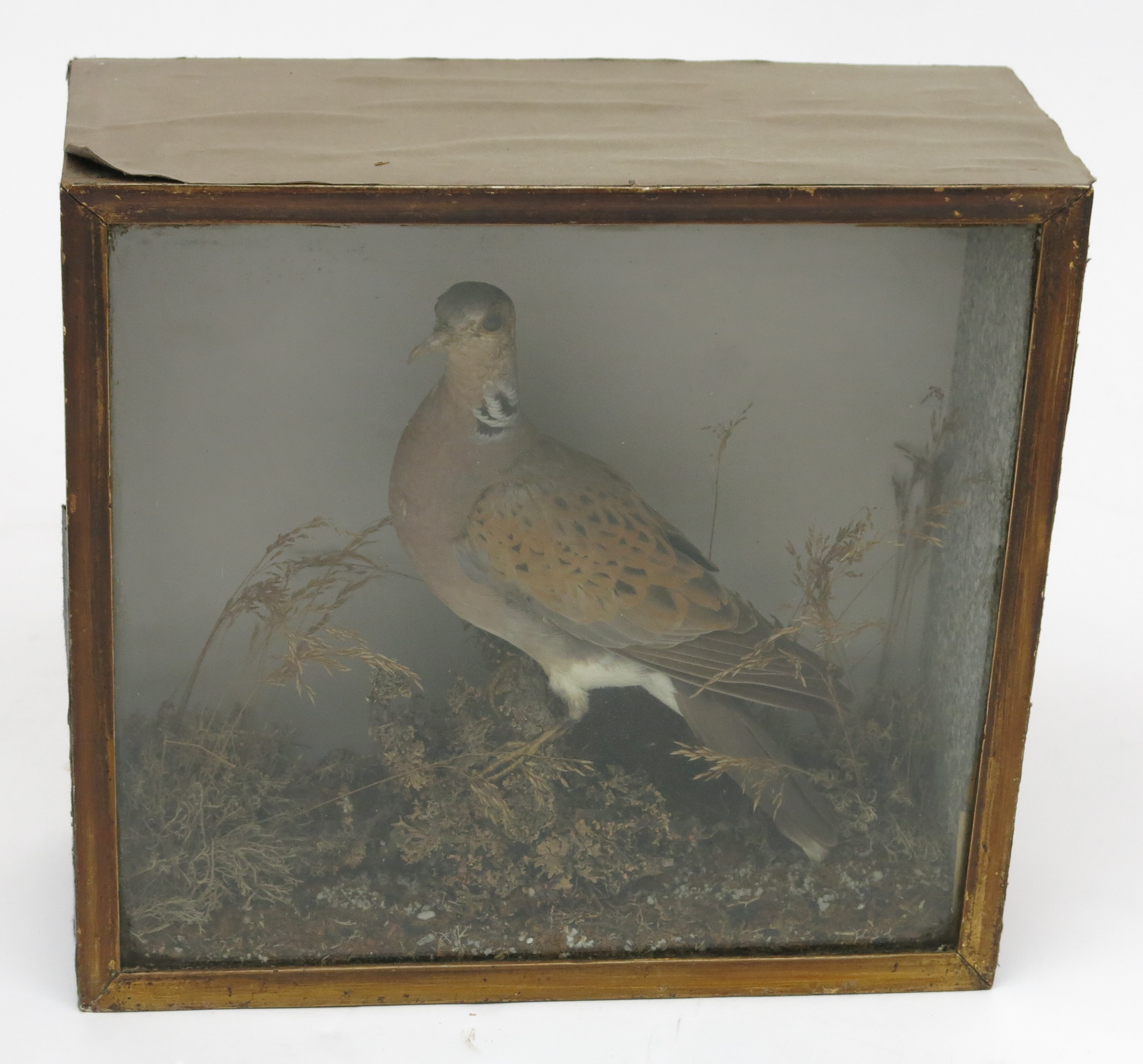 A taxidermy turtle dove, late 19th century, in a naturalistic setting with moss and grasses,