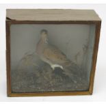 A taxidermy turtle dove, late 19th century, in a naturalistic setting with moss and grasses,