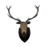 Taxidermy, a stuffed and mounted stag's head, with twelve-point antlers on a shield shaped plinth,