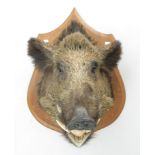 A taxidermy boar head, with open mouth, on a shield shape oak mount, height 69cm, width 45cm.