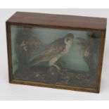 A taxidermy buzzard, late 19th century, in a naturalistic setting with painted background,