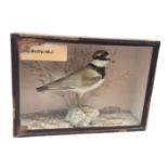A taxidermy ringed plover, late 19th century, within a glazed oak rectangular case, height 19.