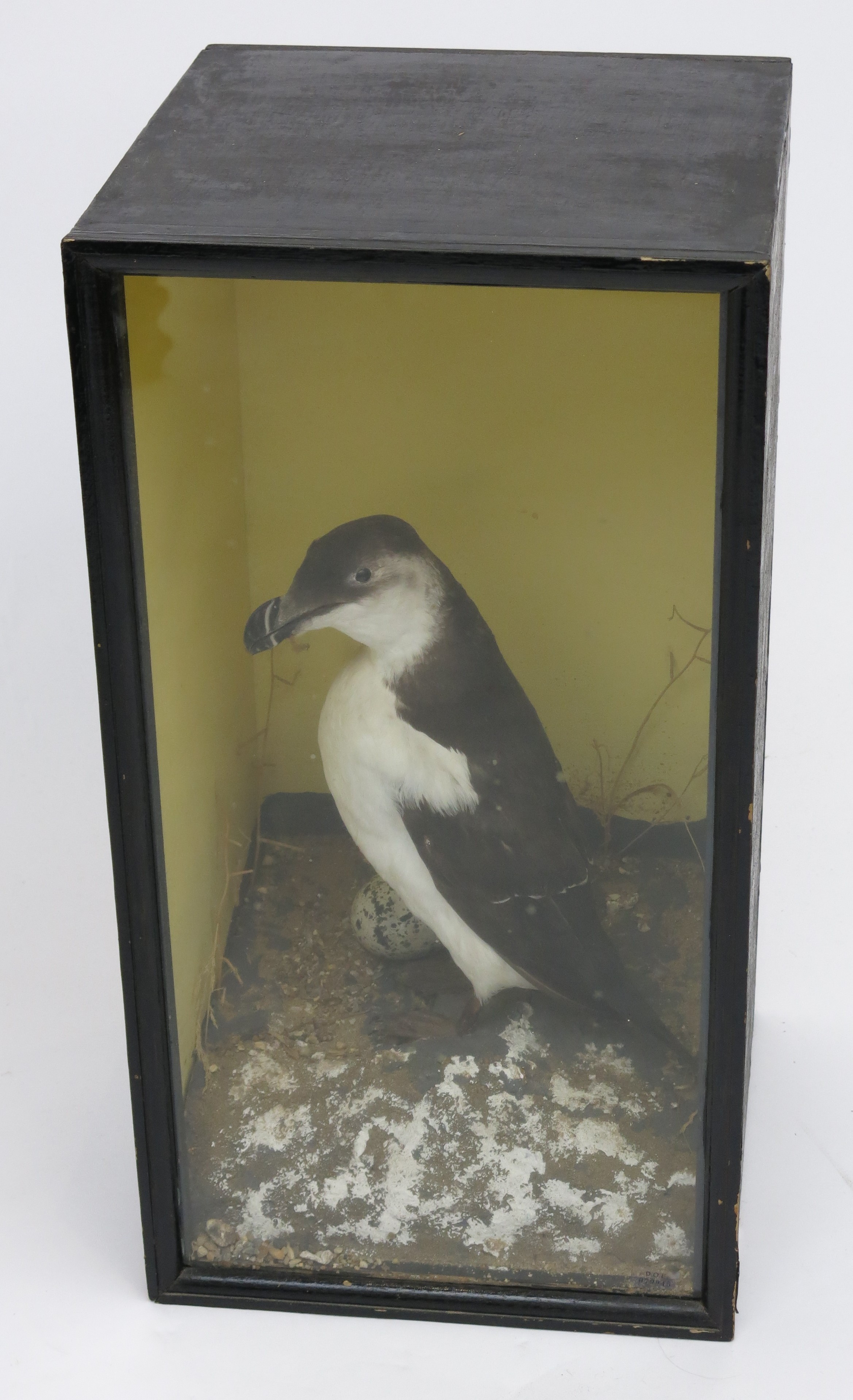 A taxidermy razorbill, in a sandy setting, height 53cm, width 28cm.