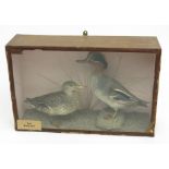 A pair of taxidermy teal, male and female, 1857, Scilly, in a naturalistic setting,