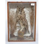 A taxidermy long-eared owl in a naturalist setting comprising of a moss-covered bough with grasses,