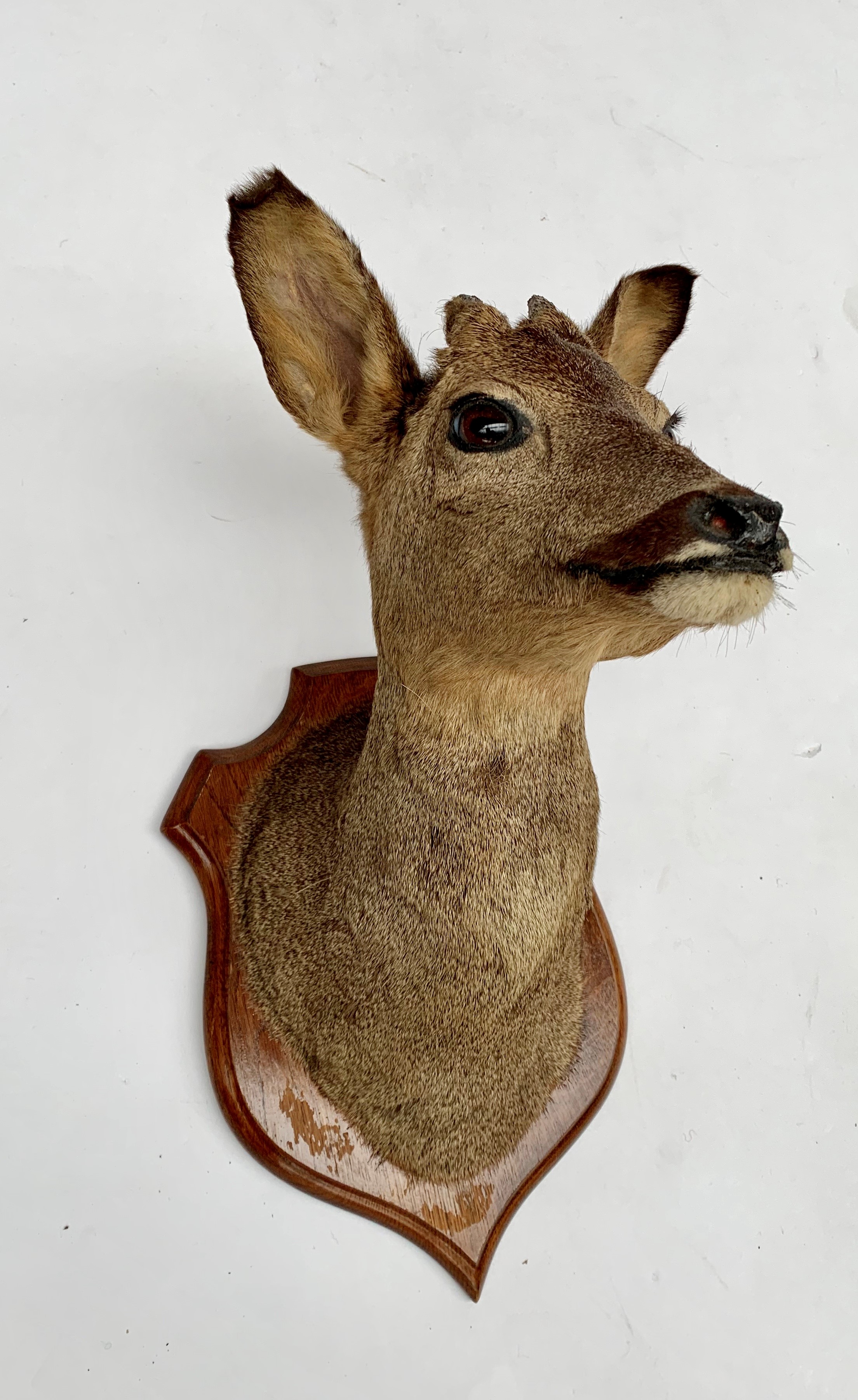 A taxidermy mounted deer head, on a shield shape oak plaque, overall height 42cm.